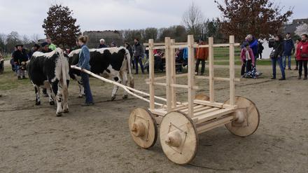Der Nachbau des Wagens aus Ipatovo in Südrussland mit einem Ochsengespann durch Berliner Archäologen