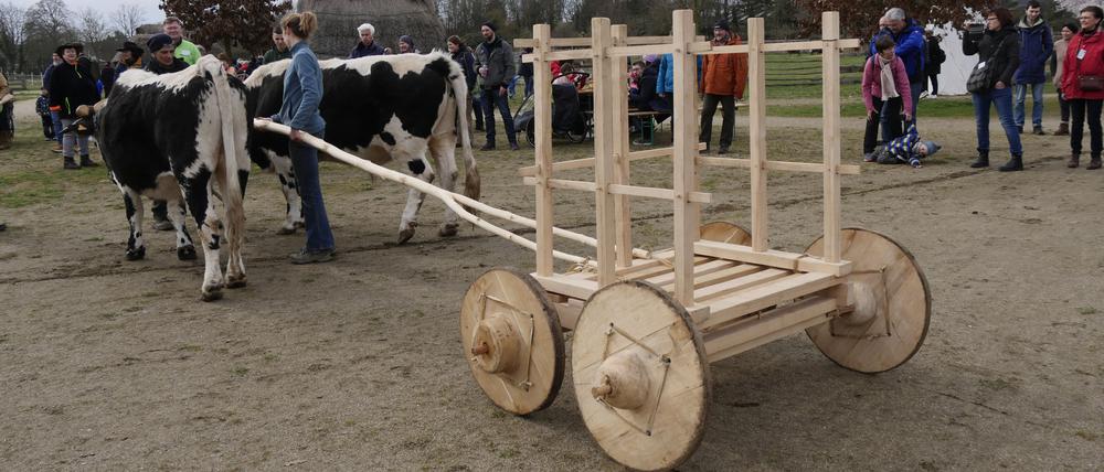 Der Nachbau des Wagens aus Ipatovo in Südrussland mit einem Ochsengespann durch Berliner Archäologen