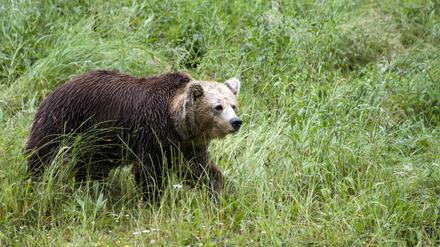 Ein Braunbär. (Symbolfoto)