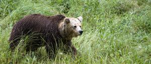 Ein Braunbär. (Symbolfoto)