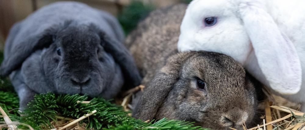 Drei literatisch desinteressierte Kaninchen der Rasse „Zwergwidder“.