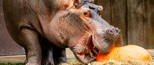 neues Flusspferd Bouli