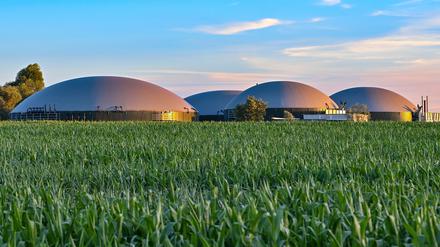 Hinter einem Maisfeld sind die Gärbehälter einer Biogasanlage zu sehen.