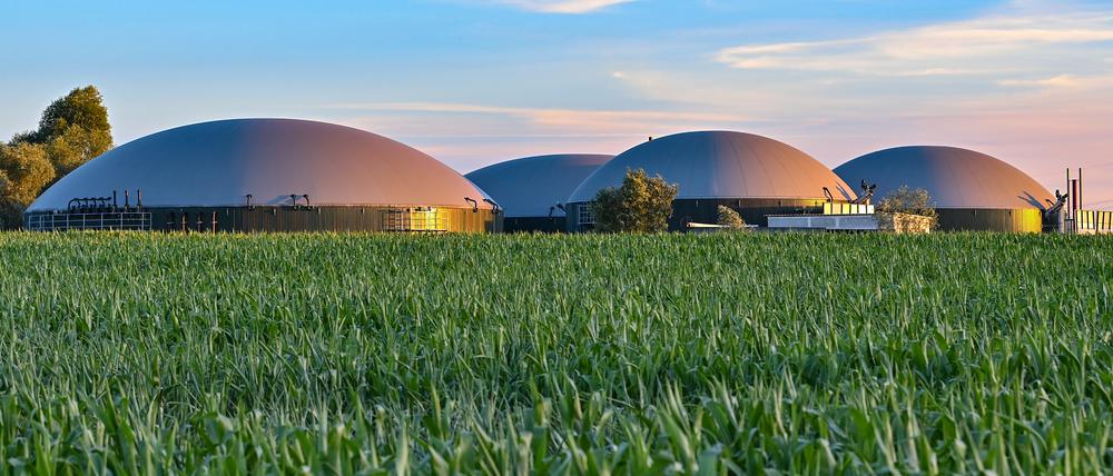 Hinter einem Maisfeld sind die Gärbehälter einer Biogasanlage zu sehen.