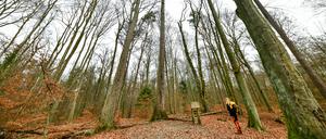 Höchster Baum in Berlin: Die Lärche hat eine Höhe von etwas über 42 Metern und steht im Tegeler Forst.