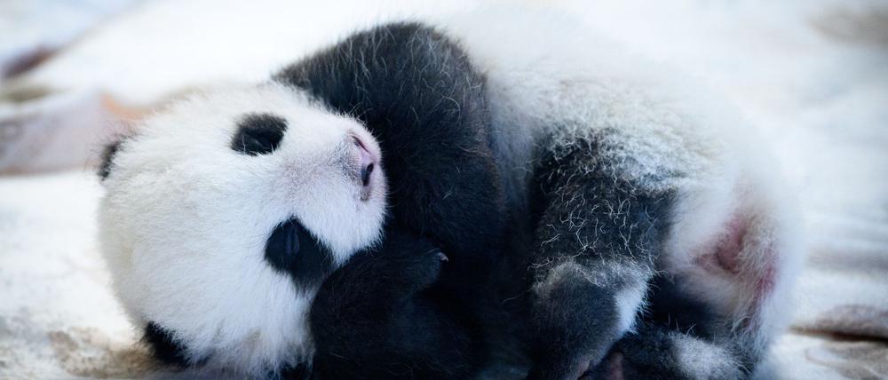 Sie und ihre Schwester bekommen nun offiziell Namen. (Archivbild)