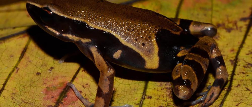 Der Langfingerfrosch Cardioglossa annulata wurde erst vor Kurzem erstmals von Forschenden beschrieben. (Handout)