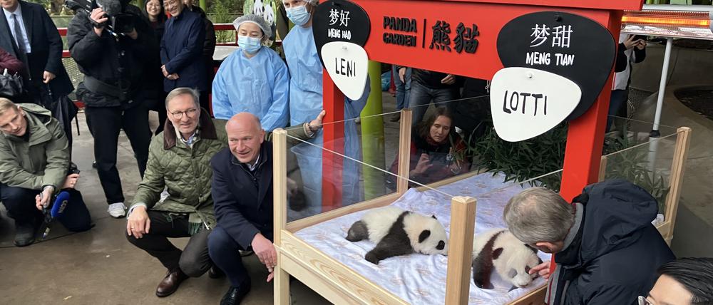 Regierungschef Kai Wegner (CDU) wird der Pate von Panda-Jungtier Leni.