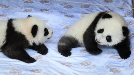 Die chinesischen Namen lauten Meng Hao und Meng Tian. 