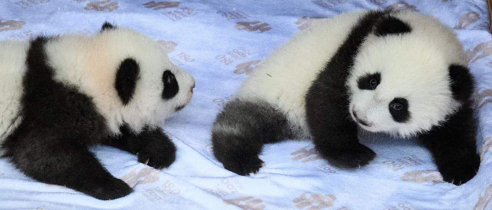 Die chinesischen Namen lauten Meng Hao und Meng Tian.