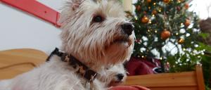 Das Tierheim Berlin feiert wieder ein Weihnachtsfest der Tiere. Besucher können Geschenke für die Tiere mitbringen.