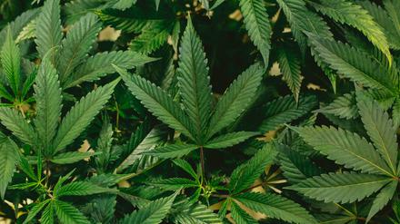 Cannabis-Pflanze