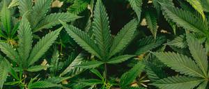 Cannabis-Pflanze