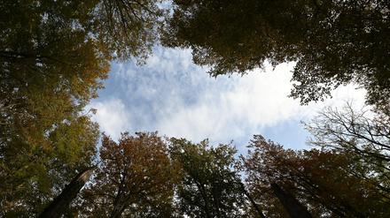 Umweltschützer sehen mehr Potenzial für Wildnisflächen. 