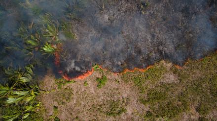 07.09.2021, Brasilien, Porto Velho: Flammen breiten sich in einem Amazonas-Gebiet aus.