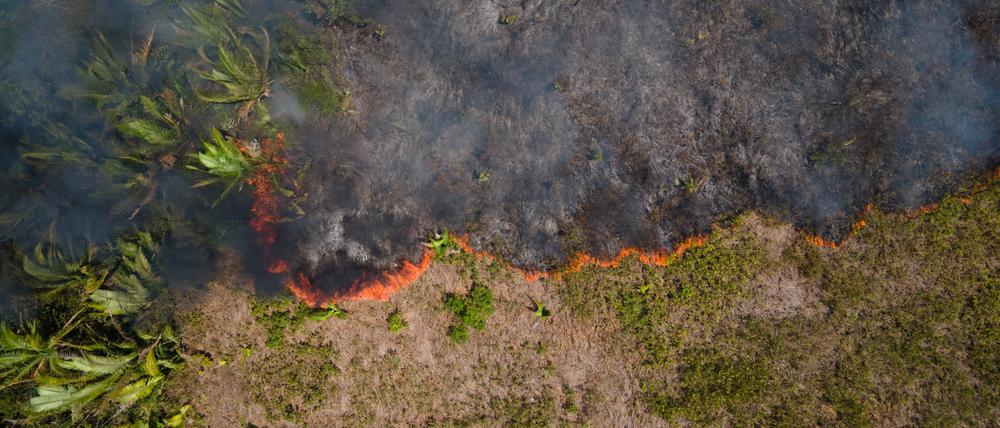 07.09.2021, Brasilien, Porto Velho: Flammen breiten sich in einem Amazonas-Gebiet aus.