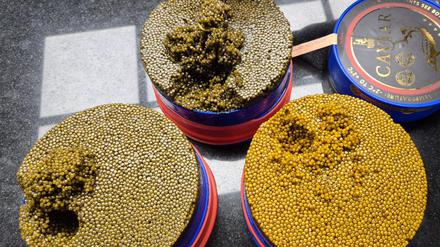 Verschiedene Farben sind auch bei gleicher Qualitätsstufe üblich - je heller, desto begehrter. Hier in der Original-Dose mit 1,8 Kilogramm