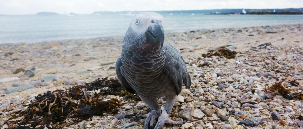 Hörner/Antlfinger, „Karl am Strand“, 2016, zwei Jahre vor seinem Tod.