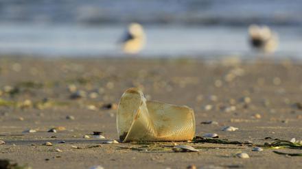 Wegwerfprodukte wie Plastikbecher machen einen großen Teil des anfallenden Plastikmülls aus, der sich durch bessere Regulierung vermeiden ließe.