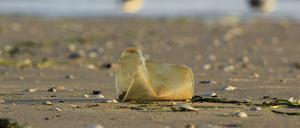 Wegwerfprodukte wie Plastikbecher machen einen großen Teil des anfallenden Plastikmülls aus, der sich durch bessere Regulierung vermeiden ließe.