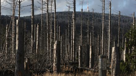 Trümmerlandschaften der Natur. Geschädigte Bäume entlang der Brockenstraße auf dem Brocken.