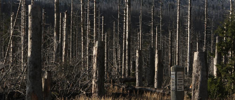 Trümmerlandschaften der Natur. Geschädigte Bäume entlang der Brockenstraße auf dem Brocken.