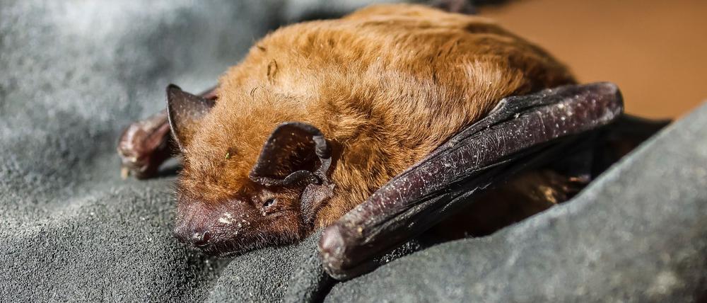 Große Abendsegler jagen über weite Distanzen und fangen ihre Beute in schnellem Flug. (Archivbild)