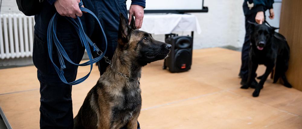 Mit Spürhunden will die Justiz Gefängnisse besser durchsuchen. 