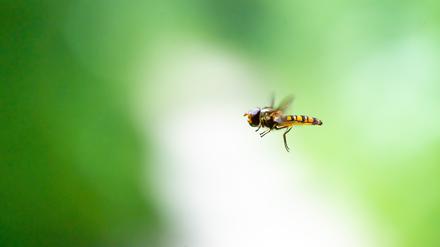 Im Herbst geschlüpfte Hainschwebfliegen wandern aus, bevor sie Partner suchen.