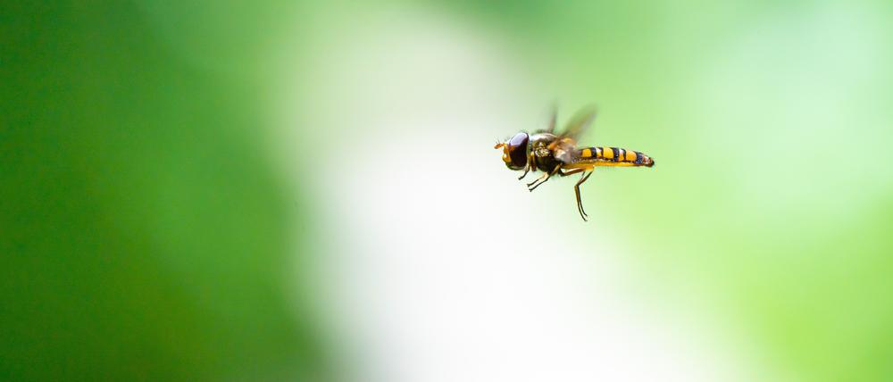 Im Herbst geschlüpfte Hainschwebfliegen wandern aus, bevor sie Partner suchen.