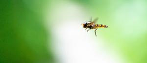 Im Herbst geschlüpfte Hainschwebfliegen wandern aus, bevor sie Partner suchen.