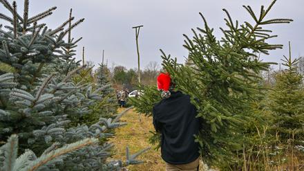 Ein Mann trägt eine abgesägte Fichte durch eine Weihnachtsbaumplantage. 