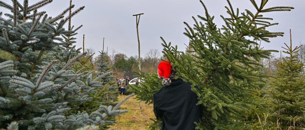 Ein Mann trägt eine abgesägte Fichte durch eine Weihnachtsbaumplantage. 