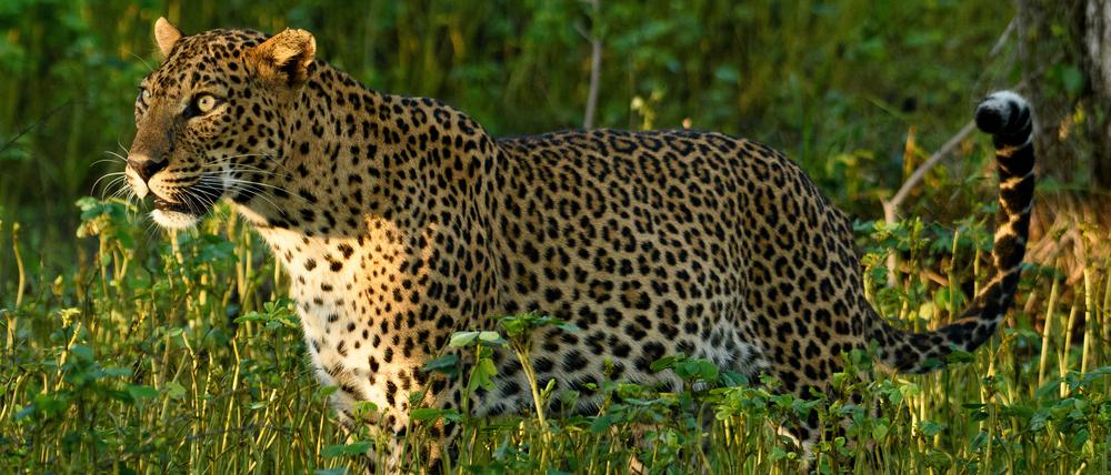 Die meisten Reisenden sind scharf darauf, einen Leoparden zu sehen.
