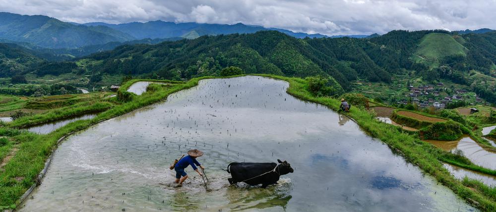 Reisanbau, wie hier auf einem Feld im südwestchinesischen Yangdong, trägt mindestens zehn Prozent zum globalen Methanausstoß bei (Symbolbild).