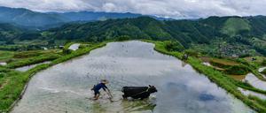 Reisanbau, wie hier auf einem Feld im südwestchinesischen Yangdong, trägt mindestens zehn Prozent zum globalen Methanausstoß bei (Symbolbild).