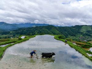 Reisanbau, wie hier auf einem Feld im südwestchinesischen Yangdong, trägt mindestens zehn Prozent zum globalen Methanausstoß bei (Symbolbild).