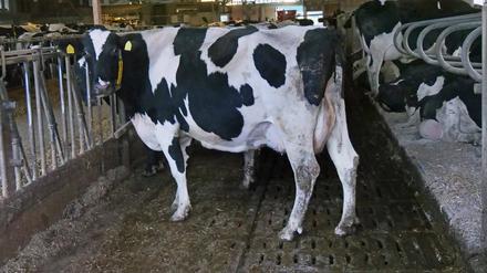 u.B.z. Rundgang und Fotoeindruecke auf einer Milchviehanlage mit Gruppenhaltung im Offenstall. Milchkuh *** u B z tour and photo impressions on a dairy farm with group housing in open stall dairy cow