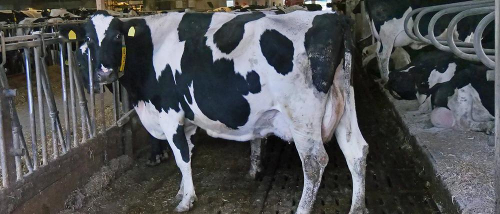 u.B.z. Rundgang und Fotoeindruecke auf einer Milchviehanlage mit Gruppenhaltung im Offenstall. Milchkuh *** u B z tour and photo impressions on a dairy farm with group housing in open stall dairy cow
