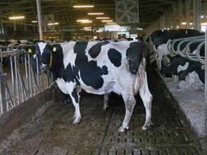 u.B.z. Rundgang und Fotoeindruecke auf einer Milchviehanlage mit Gruppenhaltung im Offenstall. Milchkuh *** u B z tour and photo impressions on a dairy farm with group housing in open stall dairy cow