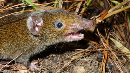 Benannt nach dem vietnamesischen Wort für Vampir: der Kleine Rattenigel Hylomys macarong.