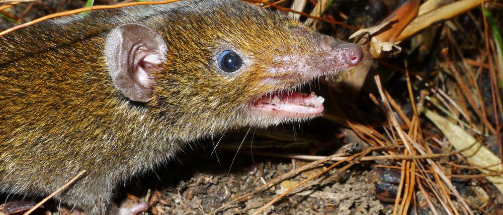 Benannt nach dem vietnamesischen Wort für Vampir: der Kleine Rattenigel Hylomys macarong.