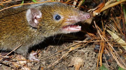Der Kleine Rattenigel hat weiches Fell und scharfe Reißzähne.