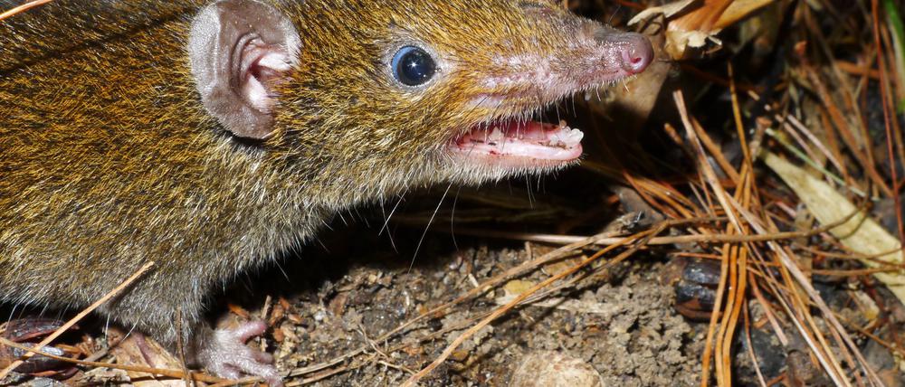 Der Kleine Rattenigel hat weiches Fell und scharfe Reißzähne.