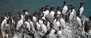 Sehen aus wie Pinguine: Eine Gruppe von Trottellummen in einer Brutkolonie in Alaska.