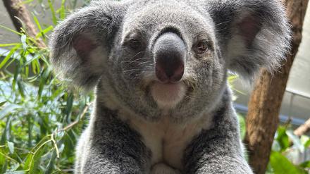 Aus dem Beutel von Koala-Weibchen Scar ragt ein winziges Bein ihres Nachwuchses. 