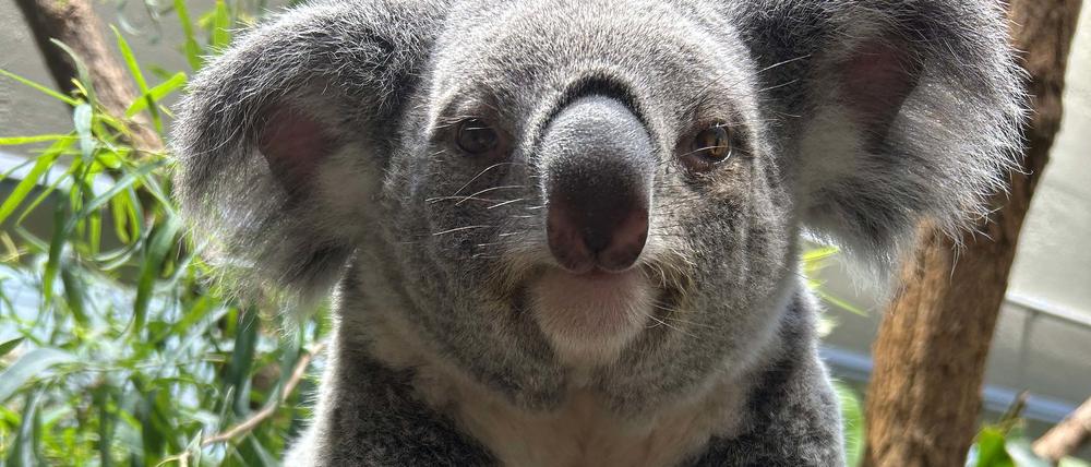 Aus dem Beutel von Koala-Weibchen Scar ragt ein winziges Bein ihres Nachwuchses. 