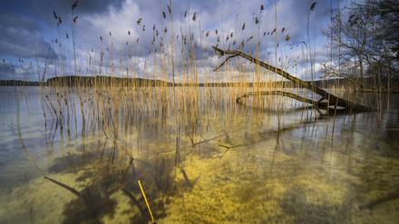 Der Stechlin hat besonders klares Wasser. 