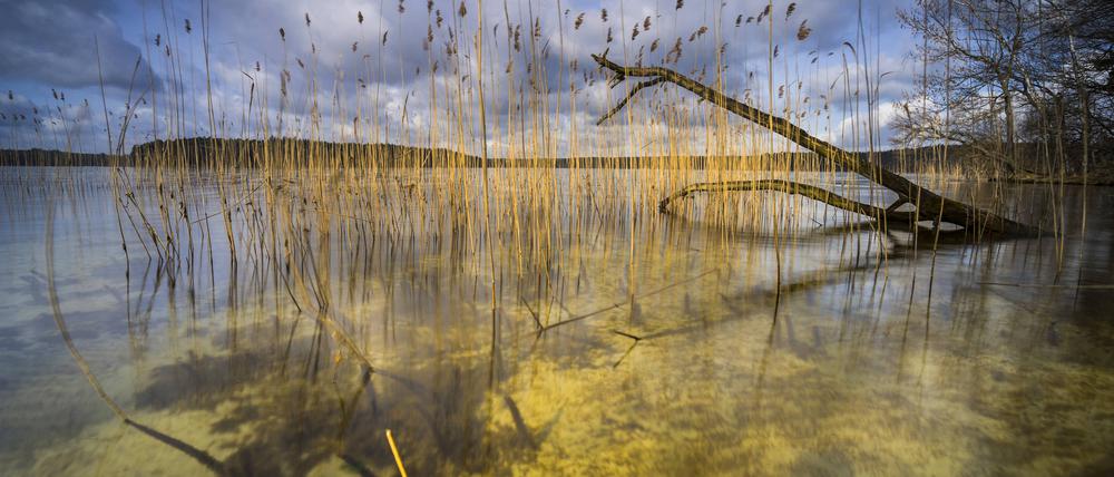 Der Stechlin hat besonders klares Wasser. 
