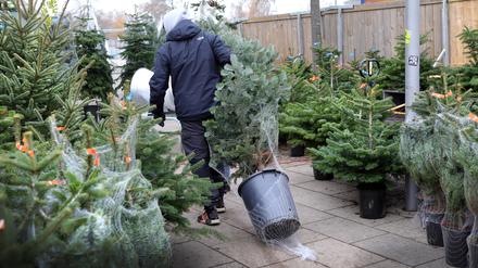 Ein Mann zieht einen Weihnachtsbaum im Topf hinter sich her.